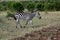 Wild zebra