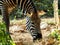 A wild zebra animal eating in a grass land, Zebras are African equines with distinctive black and white striped coats