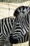 Wild Zebra caged