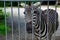 Wild zebra caged, animals in captivity, abuse