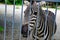 Wild zebra caged, animals in captivity, abuse