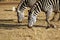 Wild zebra couple grazing