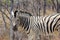 Wild zebra details bush, Namibia