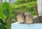 Wild Zebra Dove Couple Preening and Relaxing Side by Side