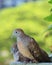 Wild Zebra Dove couple relaxing happily side by side in the sunlight, Bangkok urban