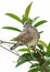 Wild Zebra Dove Pleening on Houseplant Branches