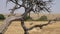 Wild Zebra Grazes In Savanna With Tall Yellow Grass Background Dried Tree Snag
