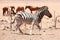 Wild zebra and horses, Namibia desert