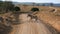 Wild Zebras Cross Road In Picturesque African Valley With Hills And Acacias