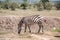 Wild zebras grassing on savanna, Kenya