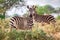 Wild zebras on savanna, Kenya