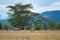 Wild Zebras walking around tree on the yellow grass