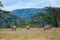 Wild Zebras walking around tree on the yellow grass