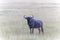 Wildbeast, Gnu in the Savannah of Kenya, Amboseli National Park, Africa