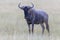 Wildbeast, Gnu in the Savannah of Kenya, Amboseli National Park, Africa