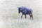 Wildbeast, Gnu in the Savannah of Kenya, Amboseli National Park, Africa