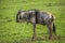 Wildbeest in the Maasai Mara national park (Kenya)