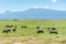 Wildbeest in Masai Mara reserve in Kenya with Kilimangaro mount