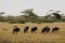 Wildbeest migration in Serengeti