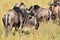 Wildbeest in the nature habitat during great migration in Masai Mara