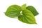 Wildbetal Leafbush Herbal and medicin