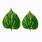 Wildbetal Leafbush (Piper sarmentosum Roxb.) Herbal food and medicine. Isolated