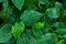 Wildbetal Leafbush Piper sarmentosum Roxb leaves green background