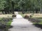 Wildboar animal in the netherlands in the forest