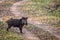 Wildboar crossing a forest road