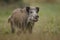 Wildboar crossing marsh