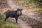 Wildboar on a forest road