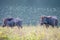 Wildboar pair in river bank