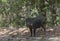 Wildboar wanted to cross the road