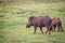 Wildboars in backwaters