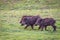 Wildboars piglets running