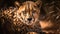 Wildcat beauty in nature Cheetah staring, alertness in animal eye generated by AI