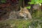 The wildcat Felis silvestris in the forest. Female cat with green background