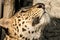 Wildcat leopard in blackbackground protrait wildcat leopard photography.