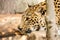 Wildcat leopard in blackbackground protrait wildcat leopard photography.