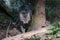 Wildcat on prey catch in the forest, Germany