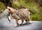 Wildcat with prey, rat in mouth