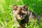 Wildcat sits hunting in the green grass.