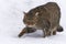 Wildcat in snow