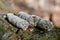 Wildcrafted dried white sage Salvia apianaleafy bundles on fibrous tree bark in forest. Smudging ceremony.