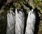 Wildcrafted dried white sage Salvia apianaleafy bundles on fibrous tree bark in forest. Smudging ceremony.