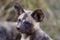 Wilddog in tanzania national park