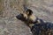 Wilddog in tanzania national park