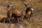 Wilddog in tanzania national park