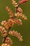 Wilde gagel, Bog-myrtle, Myrica gale