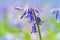 Wilde hyacint, Hyacinthoides non-scripta